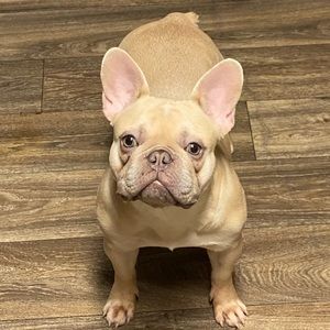 Meet your Posher, Frankie